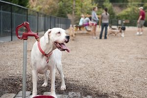 white dog in a dog park