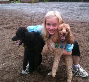 girl with two poodles in a dog park