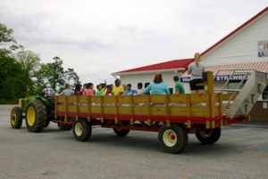 tractor ride at strawberry hill